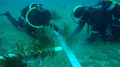 [Vidéo] Replantation de posidonies en Corse